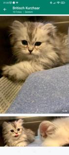 Britisch Kurzhaar Katzenbabys