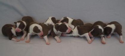 Reinrassige Border Collie Welpen mit Ahnenliste