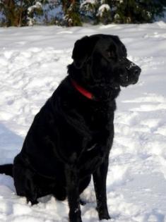 WUNDERSCHÖNER LABRADOR DSH MIX RÜDE MIT VIEL TEMPERAMENT SUCHT NEUES SCHÖNES