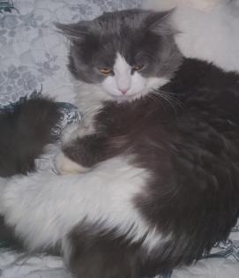 Babykatzen bkhmaincoonmix