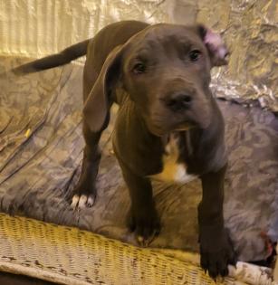 Saupackerwelpen Doggenmix Cane Corso Italiano