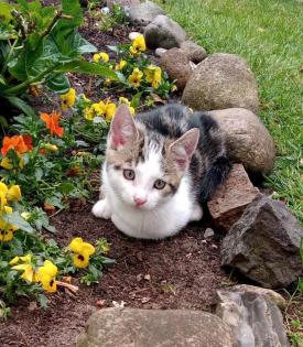 Grauweiße Hauskatze