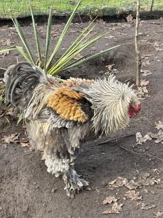 Bruteier Brahma gelockt und glatt