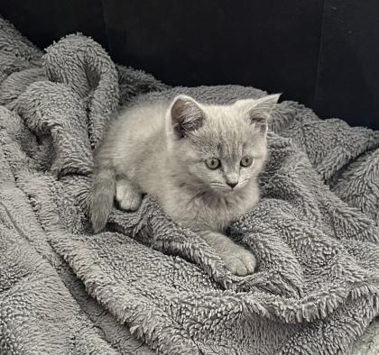 BKH Kitten Blue Katzenbaby grau