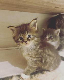 Bezaubernde Maine Coon Kitten