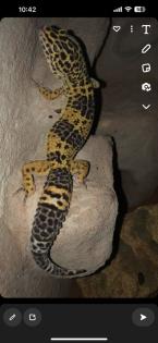 Leopardgeckos zur Abgabe