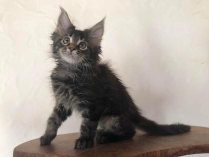 Reinrassige Maine Coon Kitten mit Stammbaum sind auf der Suche.