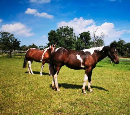 Paint Horse Hengst zu verkaufen