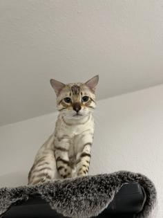 Bengal Paar Katze/Kater