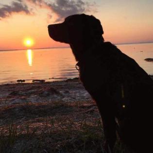 Labrador-Welpen, braun, reinrassig, Rüde Hündin je 1x