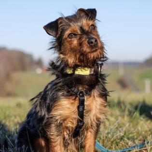 KALINKA - Yorki-Mix weiblich, 1 Jahr, 25 cm, 3. 1 kg, Gechipt, Kastriert