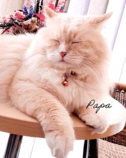 Edel, Traumhaft und Schönheiten Kitten / Ragdoll Neva Masquarade.