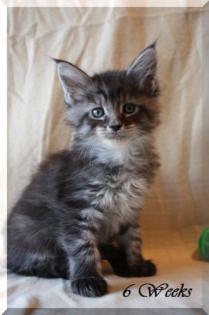 Wunderschöne verschmuste Maine Coon Kitten aus eimaliger Verpaarung mit Papiere