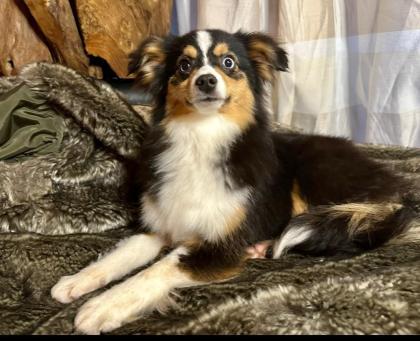 Mini Aussie Junghündin