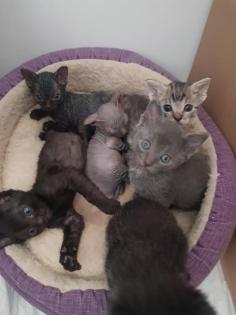 Katzen Babys