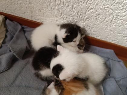 Katzenbabys abzugeben