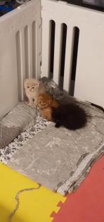 Bkh kitten