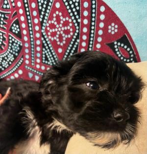 CAVALIER KING CHARLES PUDEL WELPEN