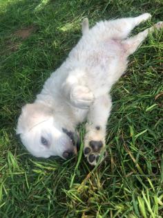 Goldendoodle, Welpen, Allergiker geeignet