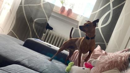 Deckrüde / wunderschöner Zwergpinscher