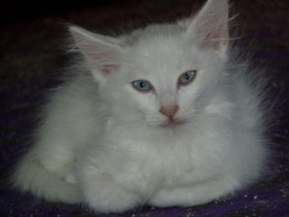 Verkaufe weiße, weibliche Türkisch Angora Kitte mit blauen Augen
