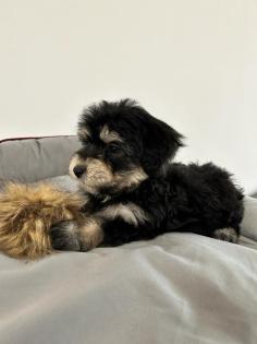 Maltipoo F1b Welpen