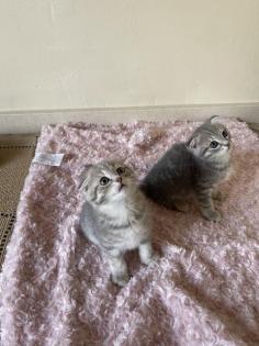 Bkh Kitten