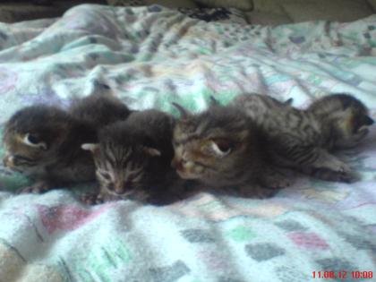 Unsere Süße Bengalkitten sind da