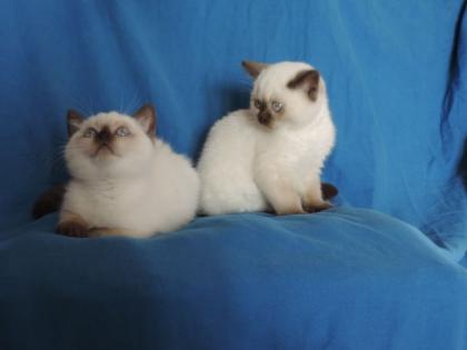BKH u. BLH Kitten mit Stammbaum zu verkaufen