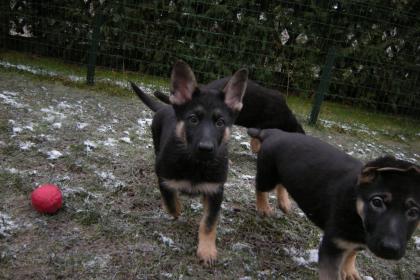 Schäferhundwelpen gerader Rücken mit Roten SV Papieren, vom Züchter