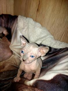 Sphynx Katzen Babys