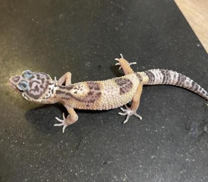 Leopardengeckos aus Hobbynachzucht 2022