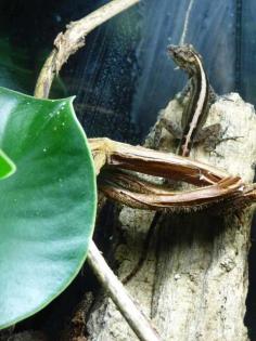 Anolis Oculatus Montanus