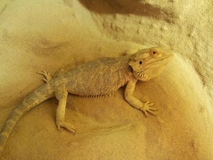 Bartagame Pogona Vitticeps