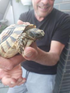 Breitband-Landschildkröte