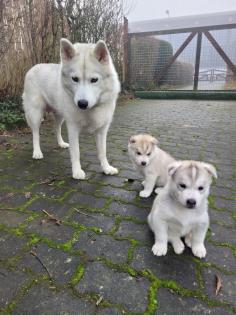 Reinrassige Sibirien Husky