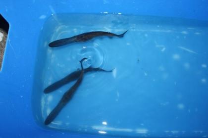 Löffelstöre 20 - 25 cm