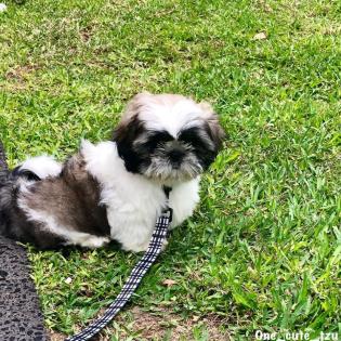 Reinrassige Shih Tzu-Welpen
