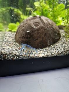Blaue Florida Flusskrebse
