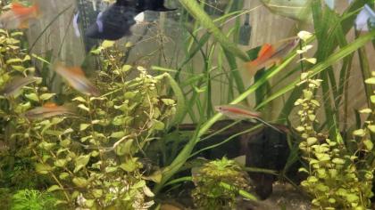 Schwertträger Männchen und Weibchen in verschiedenen Farbschlägen