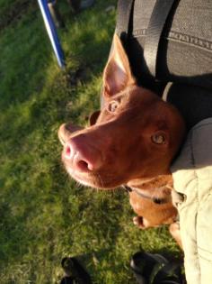 Podenco Rüde Sam sucht seine Menschen