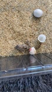 Dringend Madagaskar Großkopfgecko