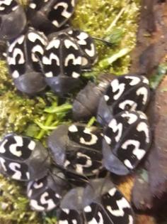 Therea Olegrandjeani Nymphen
