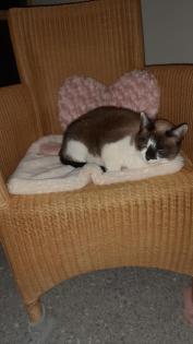 Katzenpension Eisenlauer