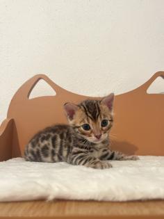 4 zuckersüße Bengal Kitten