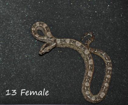 Bci Tarahumara/Mexico Zwergboa 05/21