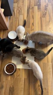 Kitten Abgabebereit
