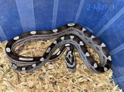 Kornnattern Nachzuchten 2022 - Anery Tessera Motley-x-Striped Sunkissed