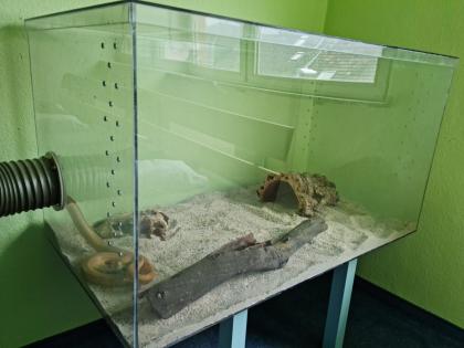 Zwei liebe Kornnattern mit kompletten Terriarium suchen ein neues Zuhause