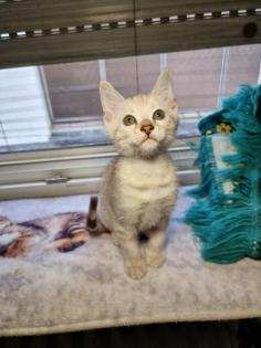 Bengalkitten reinrassig mit Stammbaum